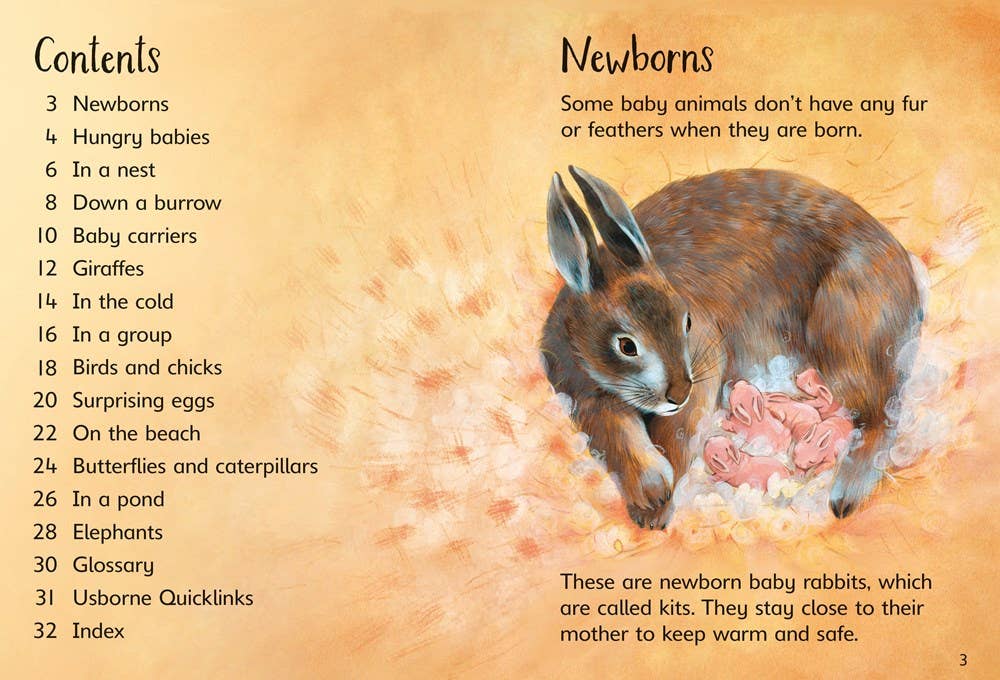 Baby Animals : Usborne Beginners