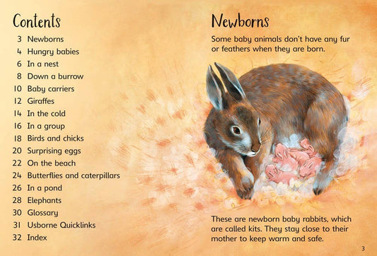 Baby Animals : Usborne Beginners