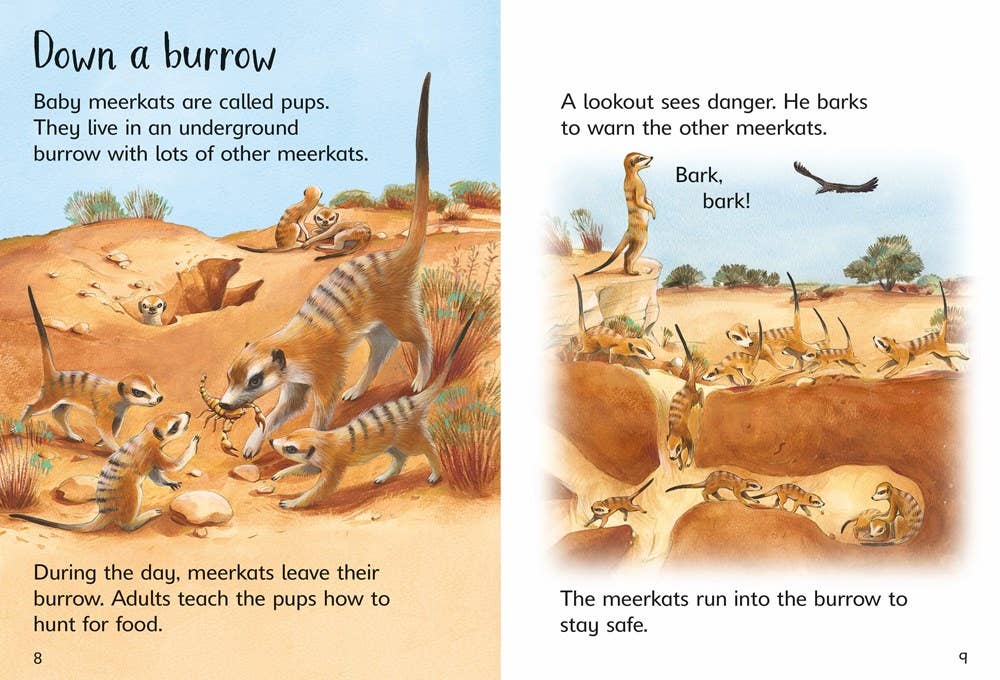 Baby Animals : Usborne Beginners