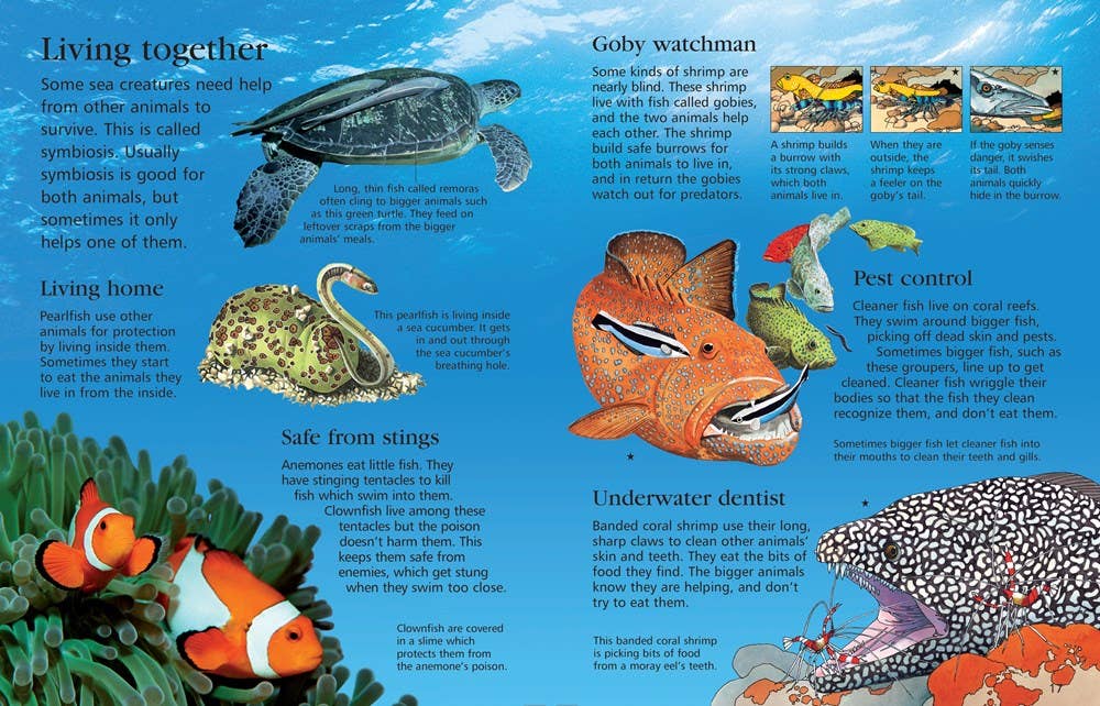 First Encyclopedia Of Seas And Oceans: Ben Denne