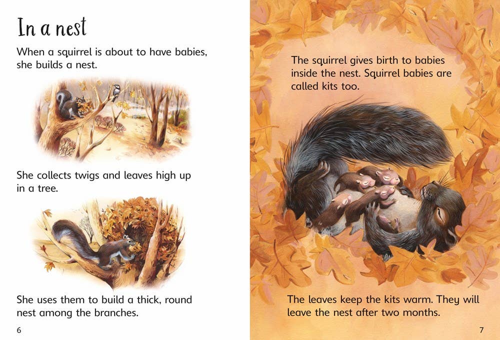 Baby Animals : Usborne Beginners