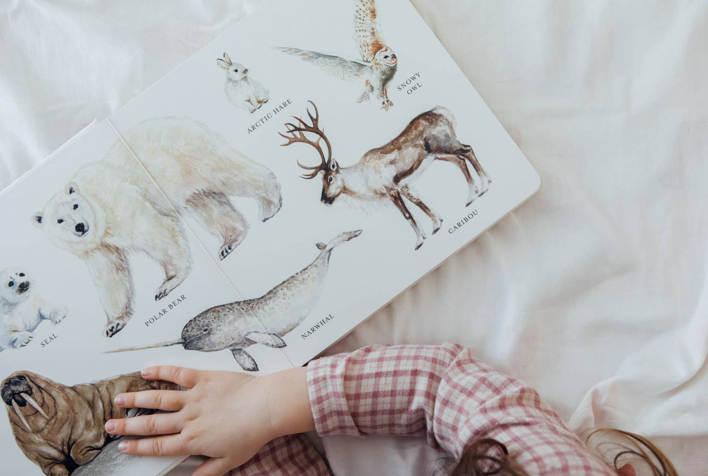 Paige Tate & Co. - Our Big Book of Animals (Board Book)